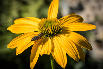 Obraz premium echinacea purpurea flower detail in the garden with a bee