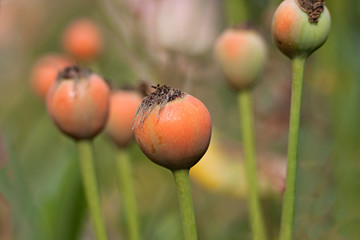 poppy flower prepared for picking in a farm field
