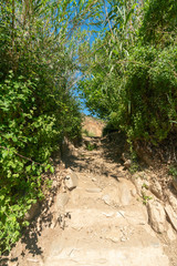 path through vegetation