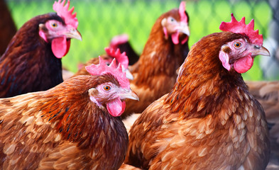 Chickens on traditional free range poultry farm
