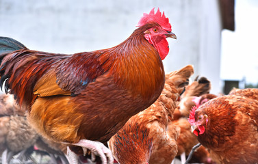 Chickens on traditional free range poultry farm