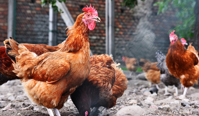 Chickens on traditional free range poultry farm