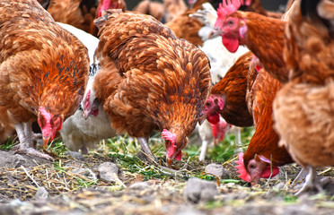 Chickens on traditional free range poultry farm