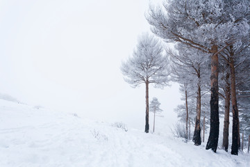 Snow forestA pine forest covered by snow during the cold winter.