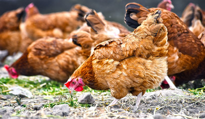 Chickens on traditional free range poultry farm