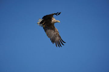 White tailed Eagle Catching eel Raptor Lake Hunting