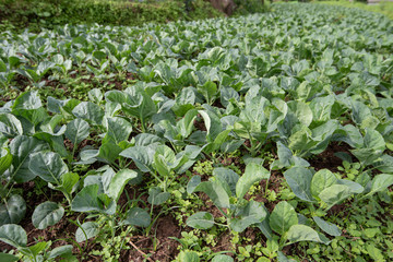 Fresh green organic Chinese kale in vegetable garden