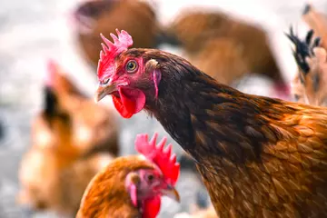 Gordijnen Chickens on traditional free range poultry farm © monticellllo
