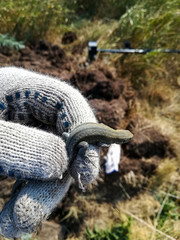 
A small gray-green lizard sits in the hand and does not run away, clings to the glove with its sharp claws.