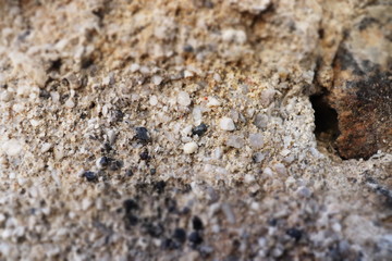 ants on a rock