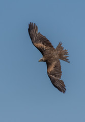 Black Kite in flight and depolyed wings