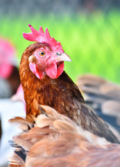 Chickens on traditional free range poultry farm