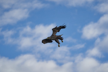 White tailed Eagle Catching eel Raptor Lake Hunting