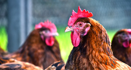 Fototapeta na wymiar Chickens on traditional free range poultry farm