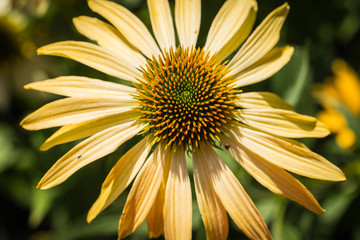 echinacea purpurea flower detail in the garden