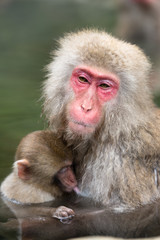 Naklejka premium 温泉に浸かるニホンザル 秋の地獄谷の猿