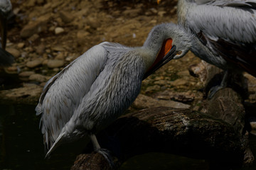 Parc des oiseaux
