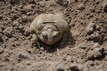 
earthen toad sits in the ground