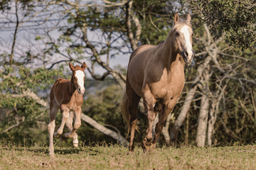Obraz premium Potro Quarto de Milha