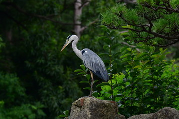 Fototapeta premium Sagi, Ptak, Natura, Zwierzę, Szary, Przyrody, Aosagi, Aosagi,
