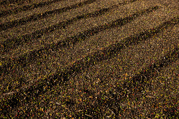 Lots of coffee beans scattered on the ground in special area for drying in the sun in a small family coffee plantation farm in Brazil. Fair trade storytelling concept.