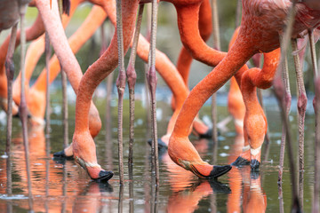Flamingos