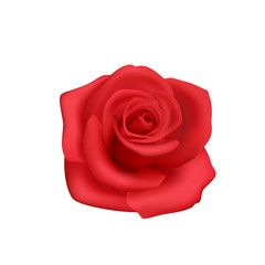 Red rose on white background, isolate flower to decorate.