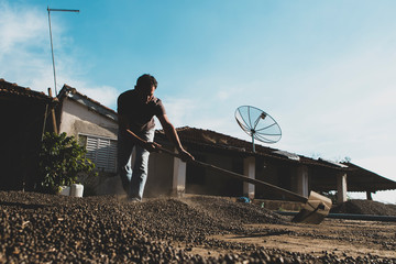 Detail of farmer working with scattering coffee beans during production harvest in a small family coffee plantation. Fair trade storytelling concept. Copy space template.