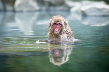 Fototapeta premium 温泉に浸かるニホンザル 秋の地獄谷の猿