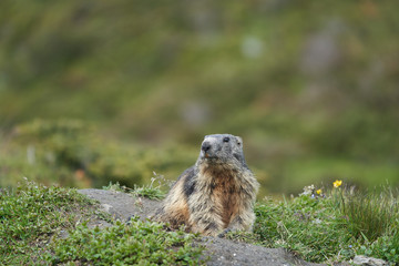 Naklejka na ściany i meble Alpine Marmot Marmota Marmota Switzerland Alps Mountains