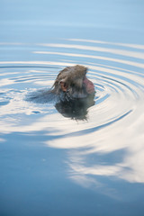 Fototapeta premium 温泉に浸かるニホンザル 秋の地獄谷の猿