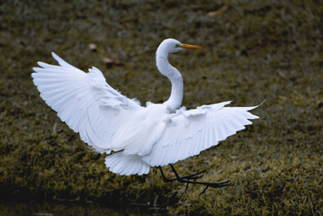 egret fly bird wild white