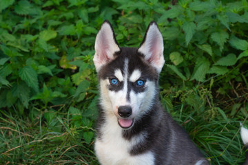 schwarz weißer husky welpe mit blauen augen an einem sommerabend