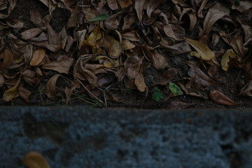 leaves on the ground