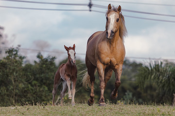 Obraz premium Potro Quarto de Milha