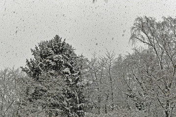 fallender Schnee mit Bäumen im Hintergrund