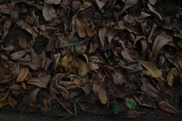 A heap of green tea leaves on the ground