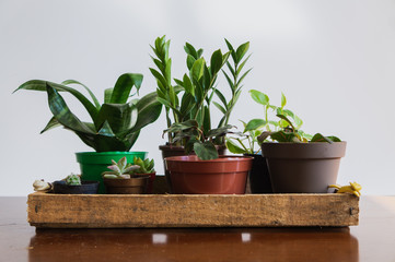 Centered houseplants inside a rustic wooden box. Minimalist concept.
