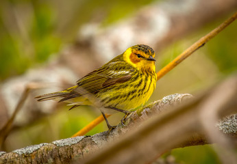 Beautiful Male Cape May Warbler
