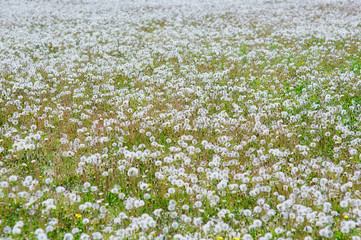 Large field Of dandelion field. Natural grass of fluffy spring dandelions  - Taraxacum officinale. ...