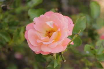pink rose flower