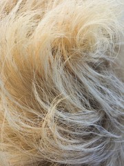 Dog fur pattern. blonde with curls. Yellow wool for background