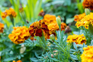 African, Tagetes patula in the garden in the flowerbed..