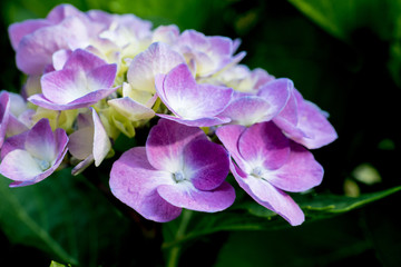 Hydrangea macrocarpa in the garden