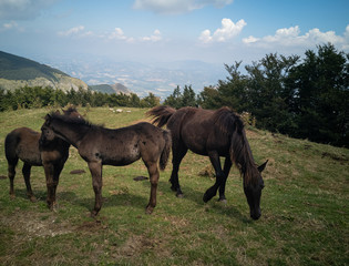 cavalli selvaggi al pascolo