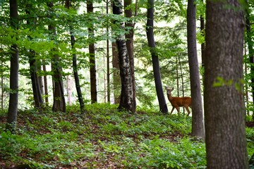 Rehbock im Wald