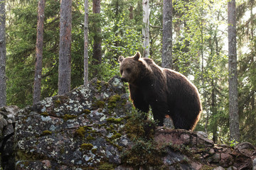 Large Brown bear, Ursus arctos sniffing a rock in summery Finnish taiga forest, Northern Europe. 