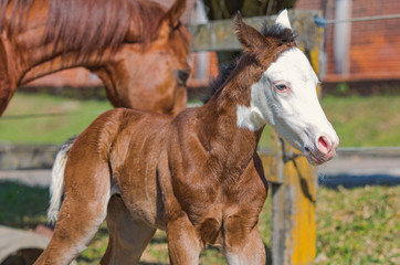 Obraz premium Potro Quarto de Milha