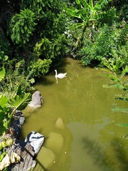 Cygne se baignant dans un lac entouré de verdure
