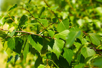 green birch leaves